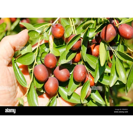 Ziziphus Jujuba ( سدر )