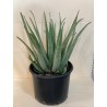 Aloe Vera 35CM