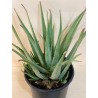 Aloe Vera 35CM