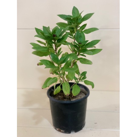 Basil Green 15CM ( مشموم/ ريحان )
