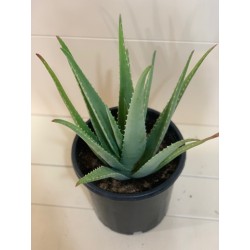 Aloe Vera 25CM