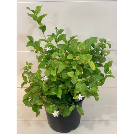 Jasminum Sambac ( ياسمين )