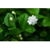 Jasminum Sambac ( ياسمين )