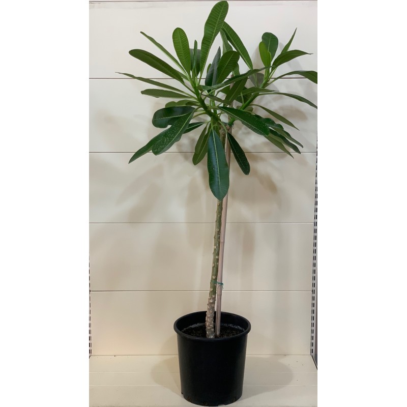 Plumeria 35CM