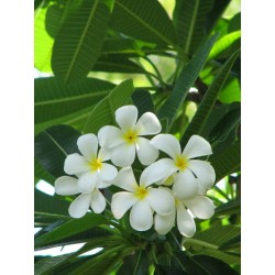 Plumeria 35CM