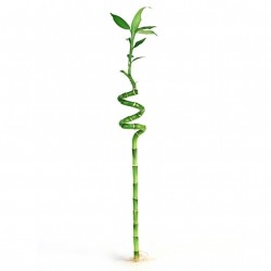 Bamboo 5 Pices 120cm