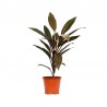 Cordyline red
