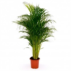 Areca 24CM