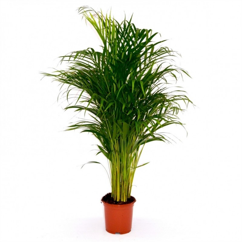 Areca 24CM