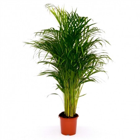 Areca 24CM