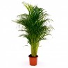 Areca 24CM