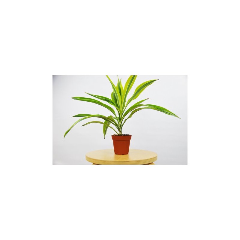 Dracaena Lemon Lime