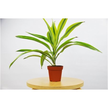 Dracaena Lemon Lime