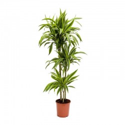 Dracaena Lemon Lime 60/30/15