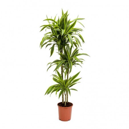 Dracaena Lemon Lime 90/60/30