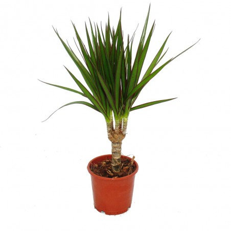 Dracaena Marginata