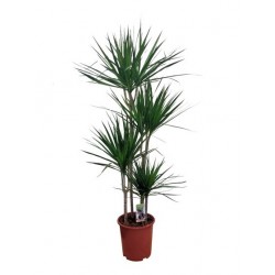 Dracaena Marginata 90/60/30