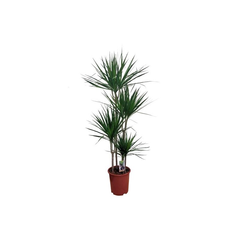 Dracaena Marginata 90/60/30