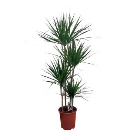 Dracaena Marginata 90/60/30