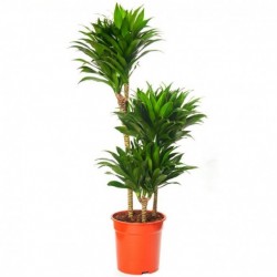 Dracaena Compacta 60/30/15