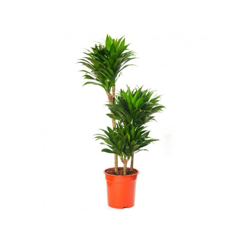 Dracaena Compacta 60/30/15