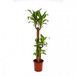 Dracaena Massangeana 90/60/30