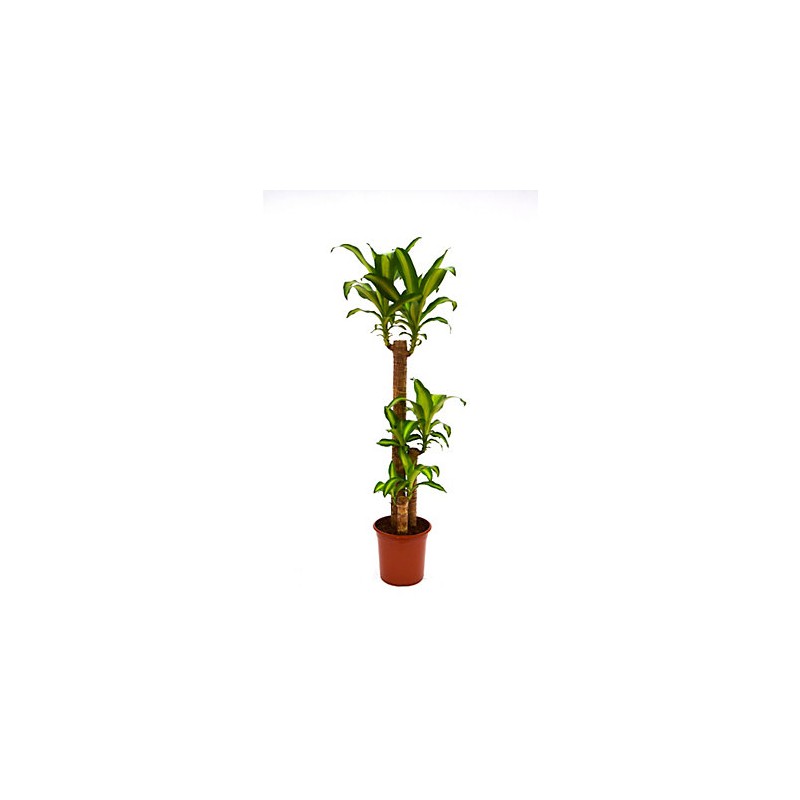 Dracaena Massangeana 90/60/30