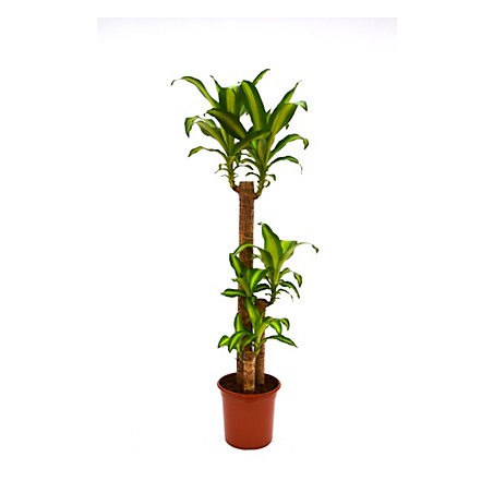 Dracaena Massangeana 90/60/30