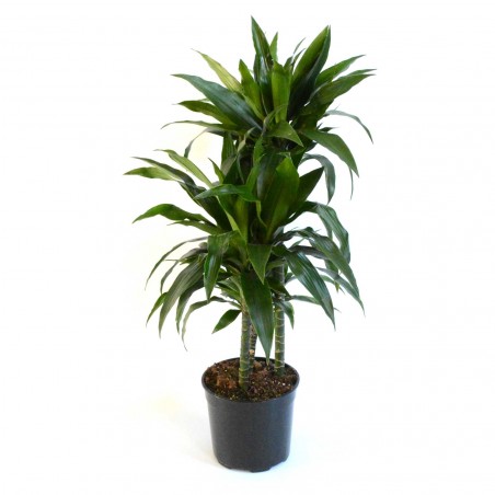 Dracaena Janet 60/30/15
