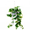 Epipremnum  Hung [ Money Plant ]