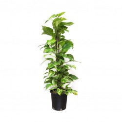 Epipremnum 60CM Stick [...
