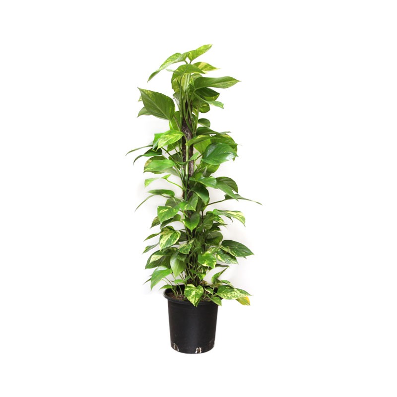 Epipremnum 60CM Stick [ Money Plant ]