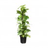 Epipremnum 60CM Stick [ Money Plant ]