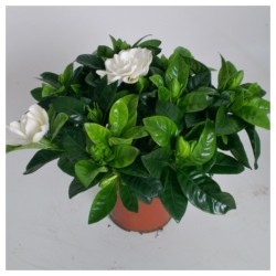 Gardenia