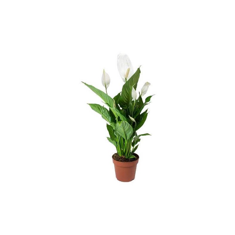 Spathiphyllum