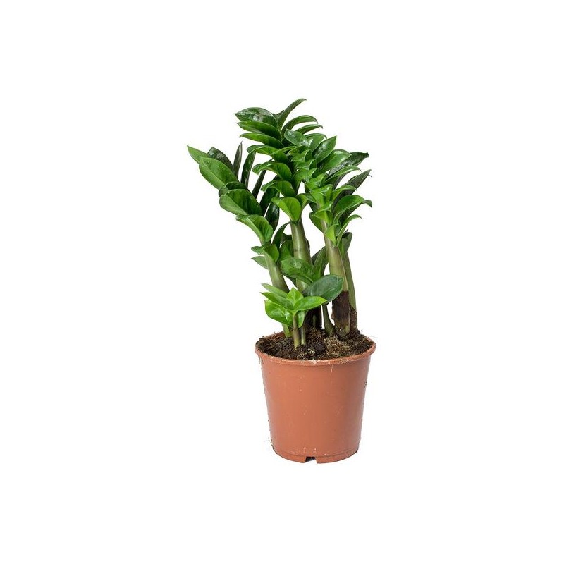 Zamioculcas zamiifolia