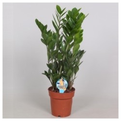 Zamioculcas zamiifolia