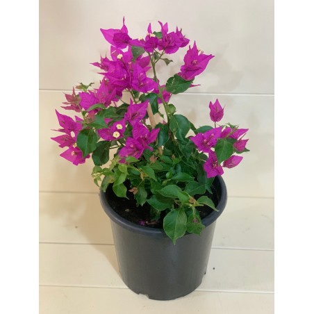 Bougainvillea Sanderiana( مجنونة /سندريانا)