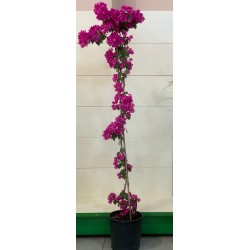 Bougainvillea Poultonil 2m...