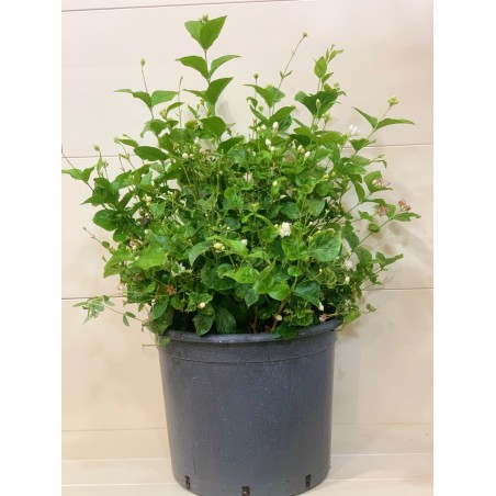 Jasminum Sambac 35cm ( ياسمين )
