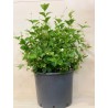 Jasminum Sambac 35cm ( ياسمين )