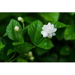 Jasminum Sambac 35cm ( ياسمين )