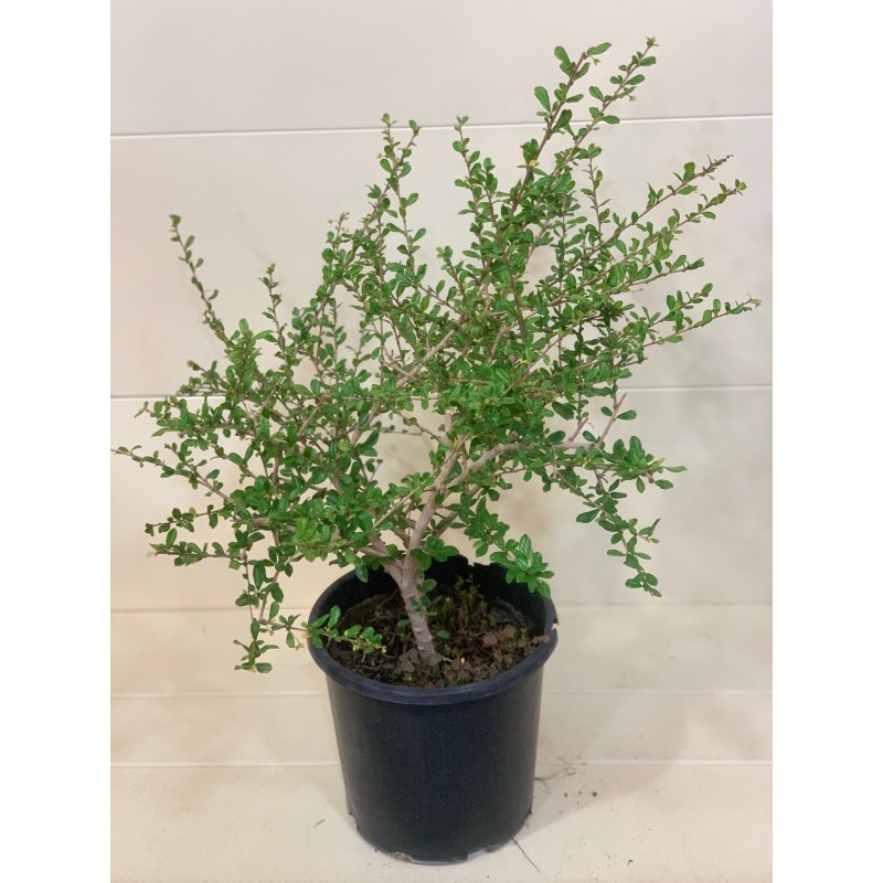 Carmona Microphylla 25cm