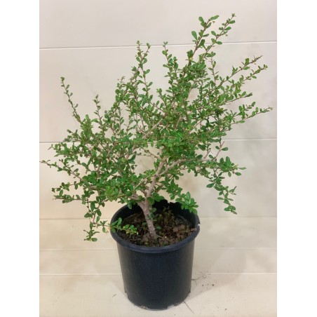 Carmona Microphylla 25cm