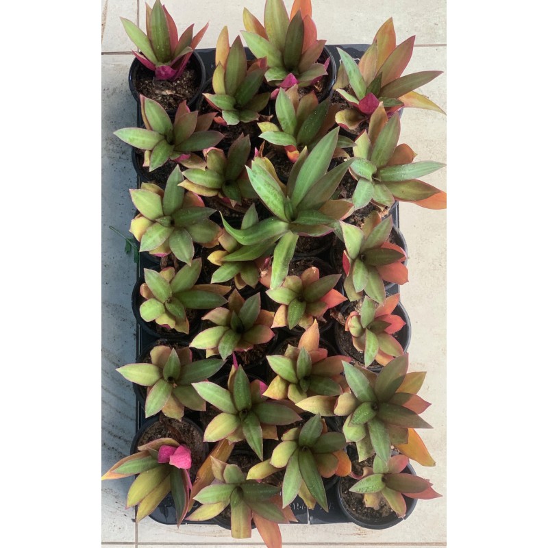 Tradescantia spathacea [ Rodascolour ]