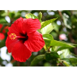 Hibiscus