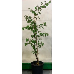 Ziziphus Jujuba ( سدر )