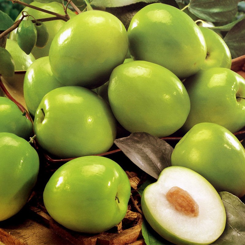 Ziziphus Jujuba ( سدر )