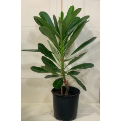 Plumeria 30CM