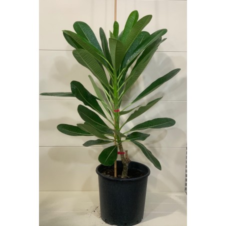 Plumeria 30CM